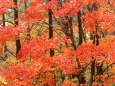 画像の説明 画像の説明
